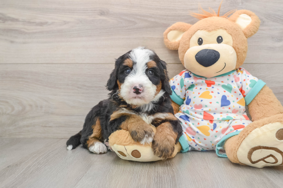 Hypoallergenic Mini Bernesepoo Poodle Mix Puppy