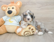 7 week old Mini Bernedoodle Puppy For Sale - Simply Southern Pups