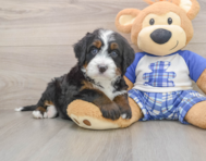 7 week old Mini Bernedoodle Puppy For Sale - Simply Southern Pups