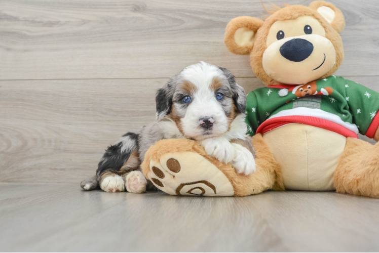 Happy Mini Bernedoodle Baby