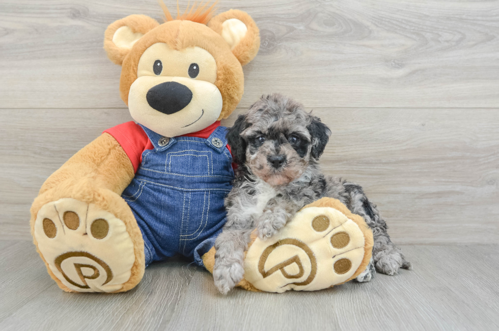 6 week old Mini Bernedoodle Puppy For Sale - Simply Southern Pups