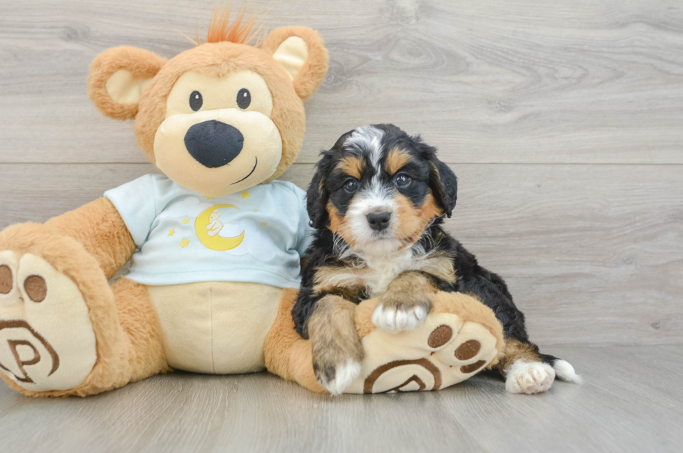 5 week old Mini Bernedoodle Puppy For Sale - Simply Southern Pups