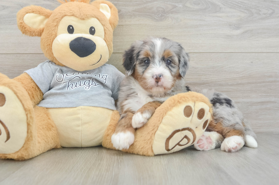 5 week old Mini Bernedoodle Puppy For Sale - Simply Southern Pups