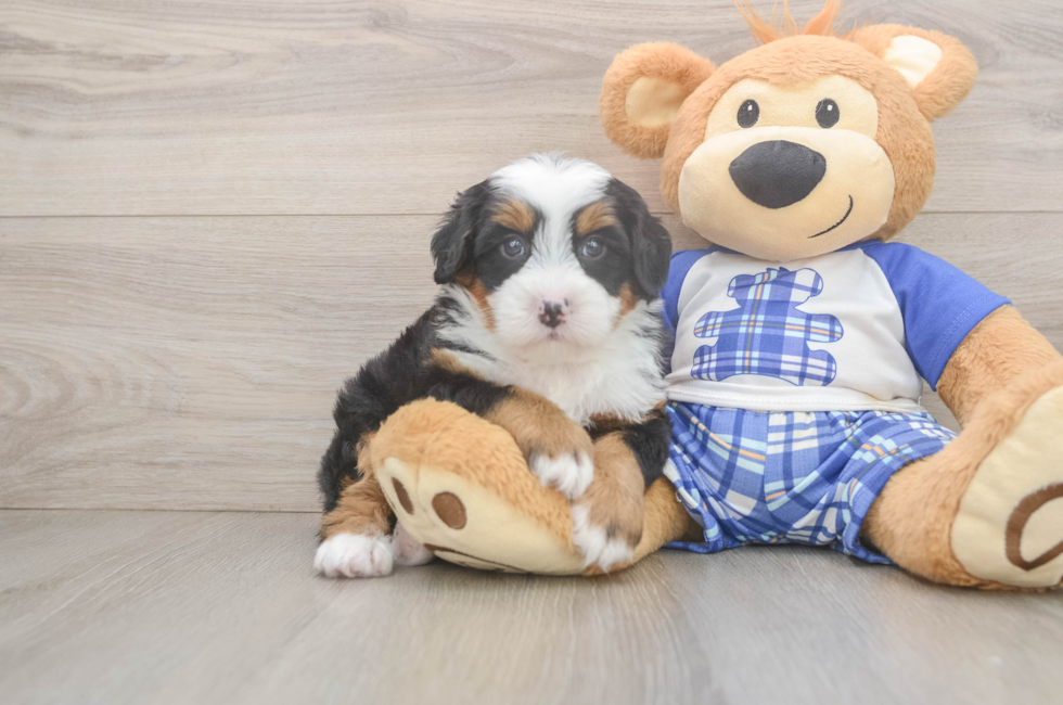 6 week old Mini Bernedoodle Puppy For Sale - Simply Southern Pups