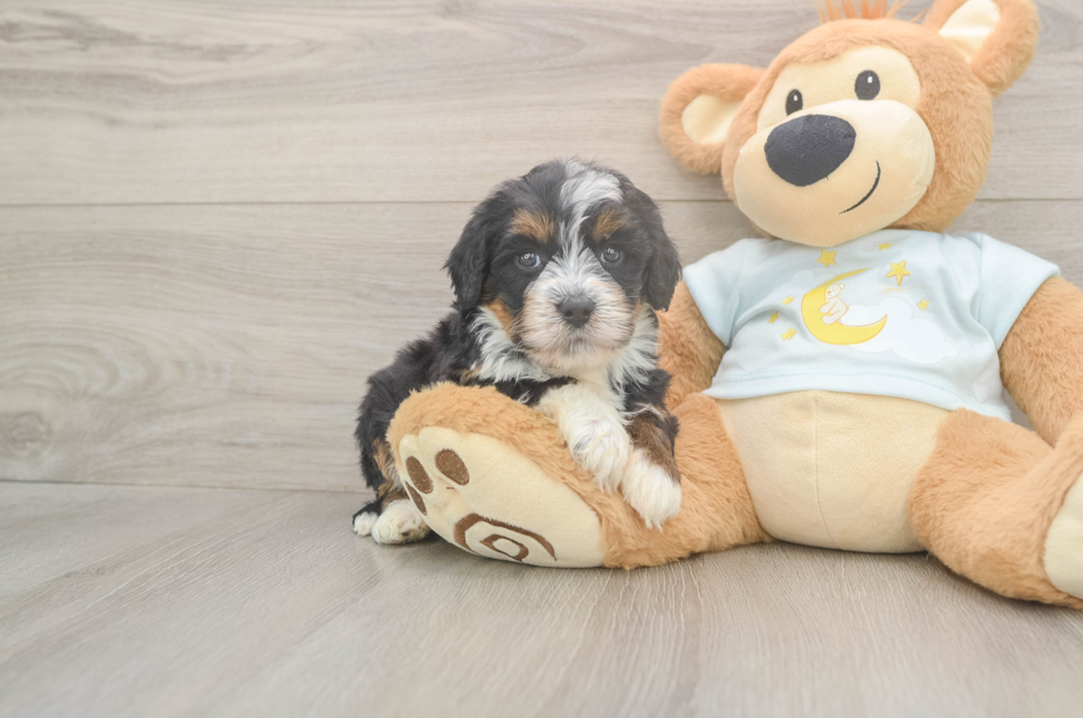 5 week old Mini Bernedoodle Puppy For Sale - Simply Southern Pups