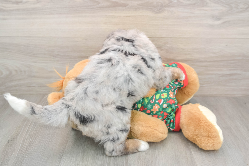 Mini Bernedoodle Puppy for Adoption