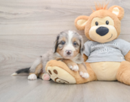 7 week old Mini Bernedoodle Puppy For Sale - Simply Southern Pups