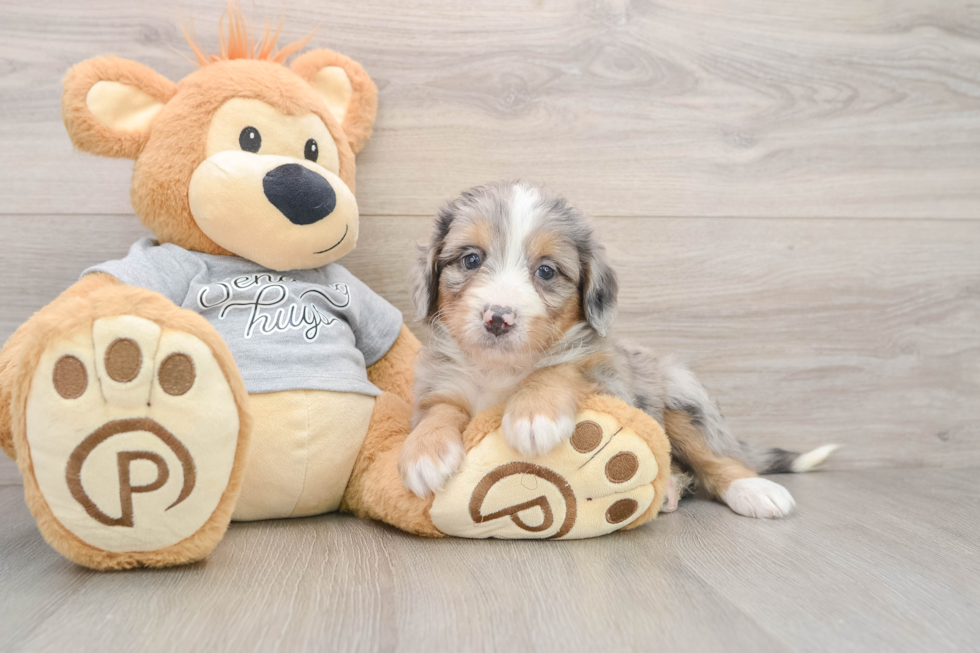Best Mini Bernedoodle Baby