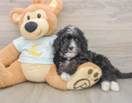 7 week old Mini Bernedoodle Puppy For Sale - Simply Southern Pups