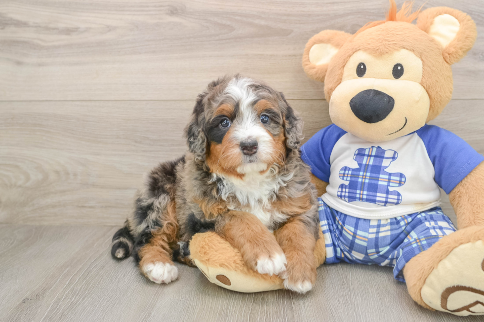 Happy Mini Bernedoodle Baby