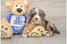 Mini Bernedoodle Pup Being Cute
