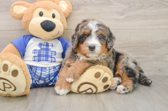 Mini Bernedoodle Pup Being Cute