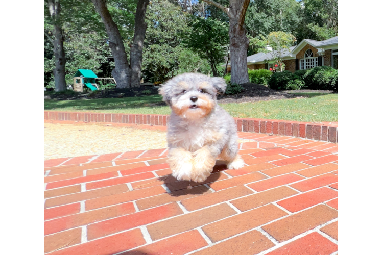 Cute Bernadoodle Poodle Mix Puppy