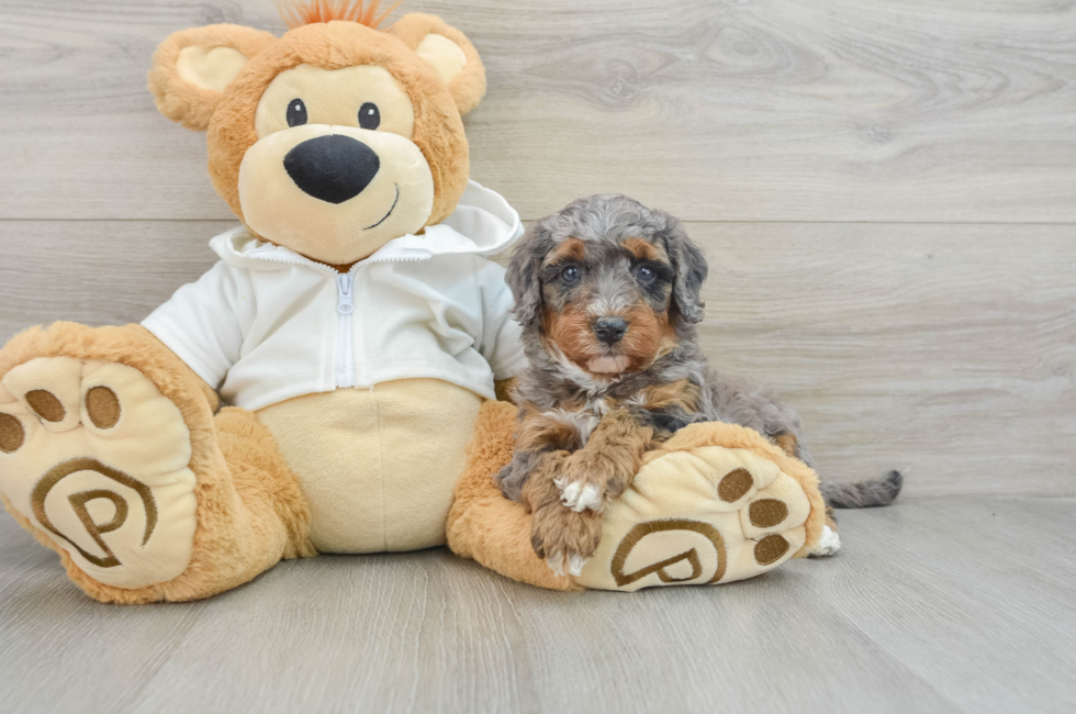 5 week old Mini Bernedoodle Puppy For Sale - Simply Southern Pups