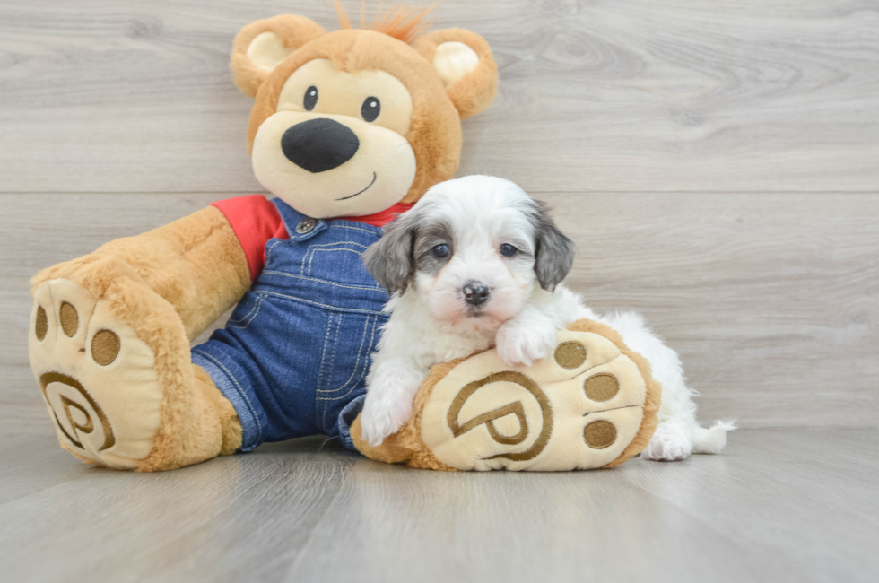 6 week old Mini Bernedoodle Puppy For Sale - Simply Southern Pups