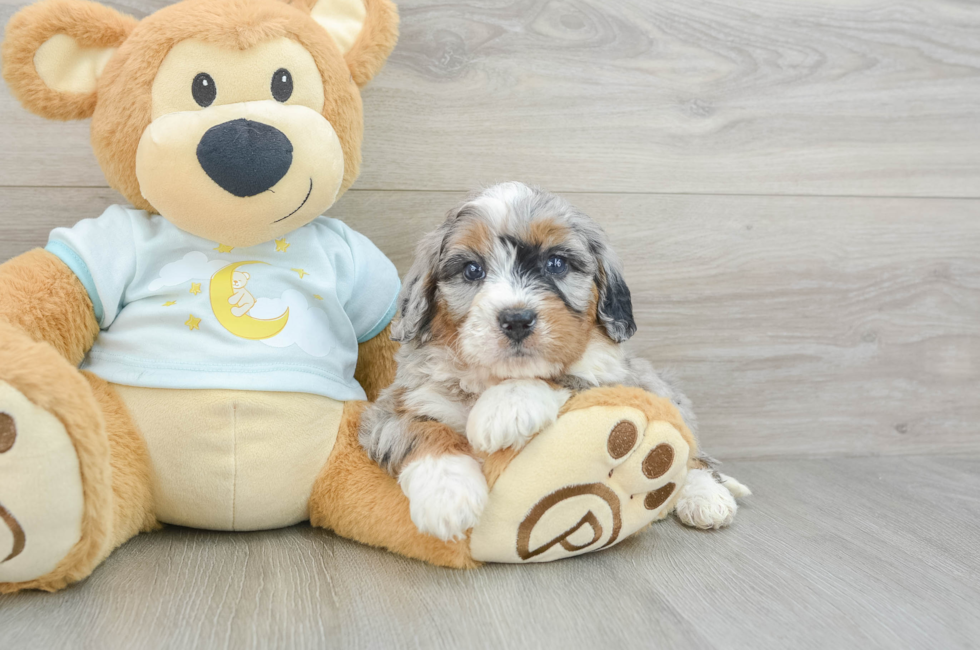 6 week old Mini Bernedoodle Puppy For Sale - Simply Southern Pups