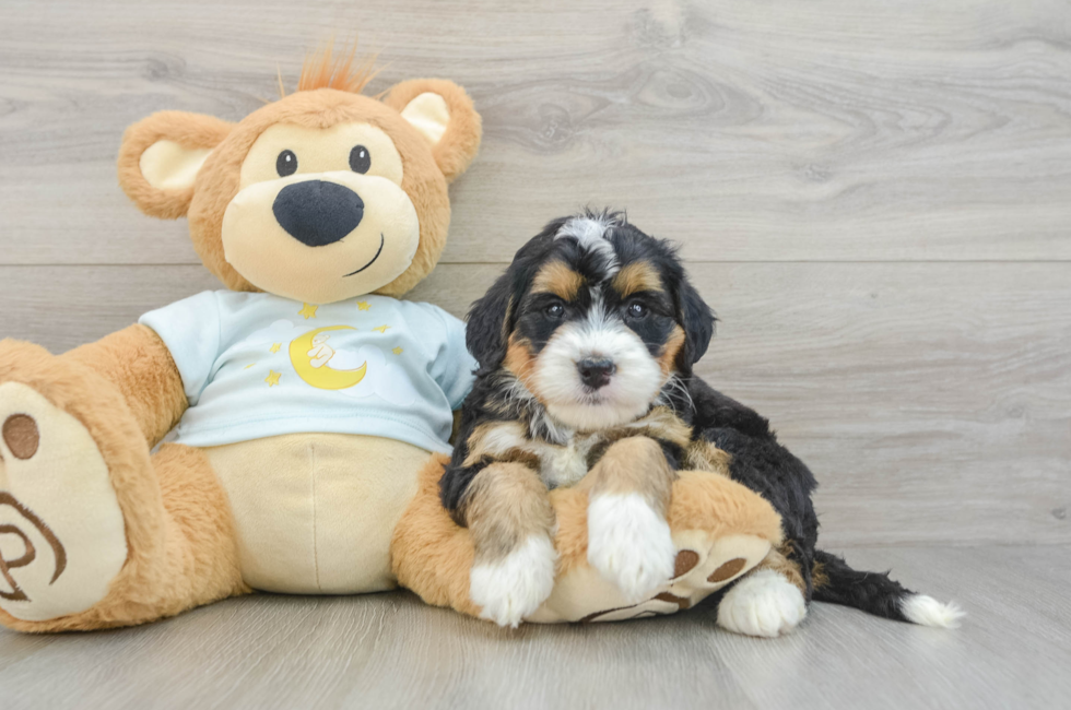 5 week old Mini Bernedoodle Puppy For Sale - Simply Southern Pups