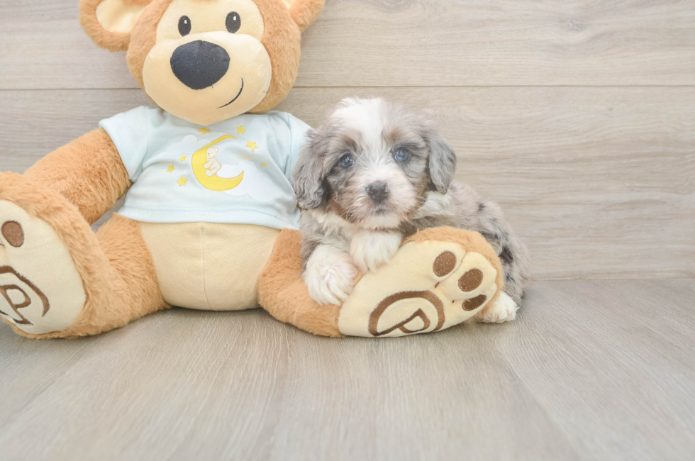 5 week old Mini Bernedoodle Puppy For Sale - Simply Southern Pups