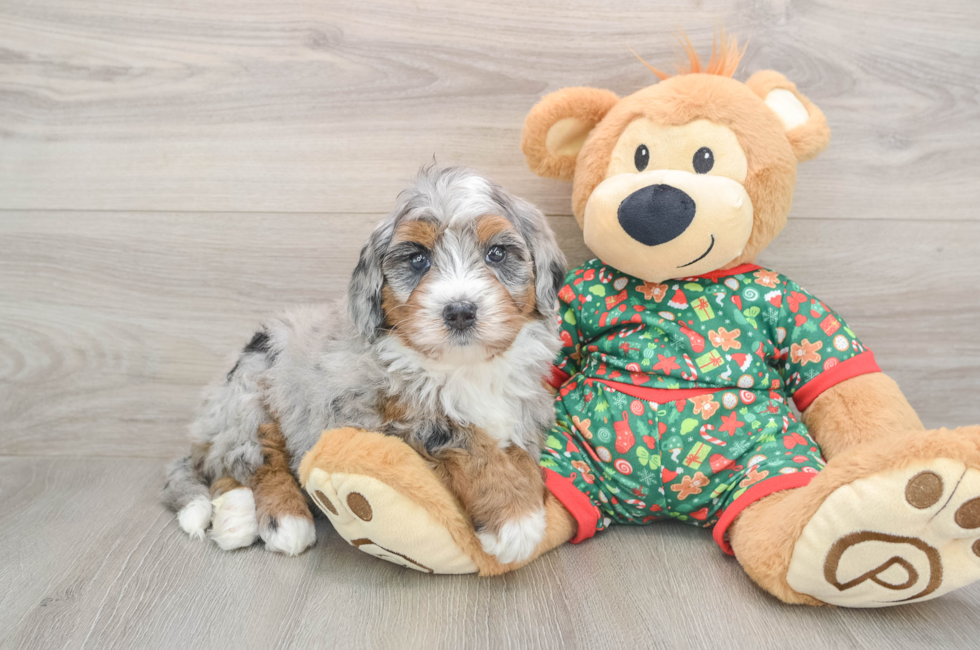 5 week old Mini Bernedoodle Puppy For Sale - Simply Southern Pups