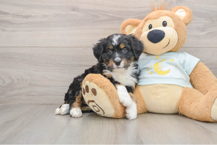 Mini Bernedoodle Pup Being Cute