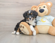 6 week old Mini Bernedoodle Puppy For Sale - Simply Southern Pups