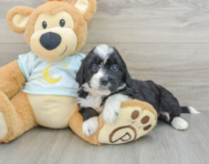 8 week old Mini Bernedoodle Puppy For Sale - Simply Southern Pups