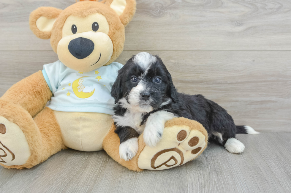 6 week old Mini Bernedoodle Puppy For Sale - Simply Southern Pups