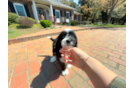 Cute Mini Bernedoodle Baby