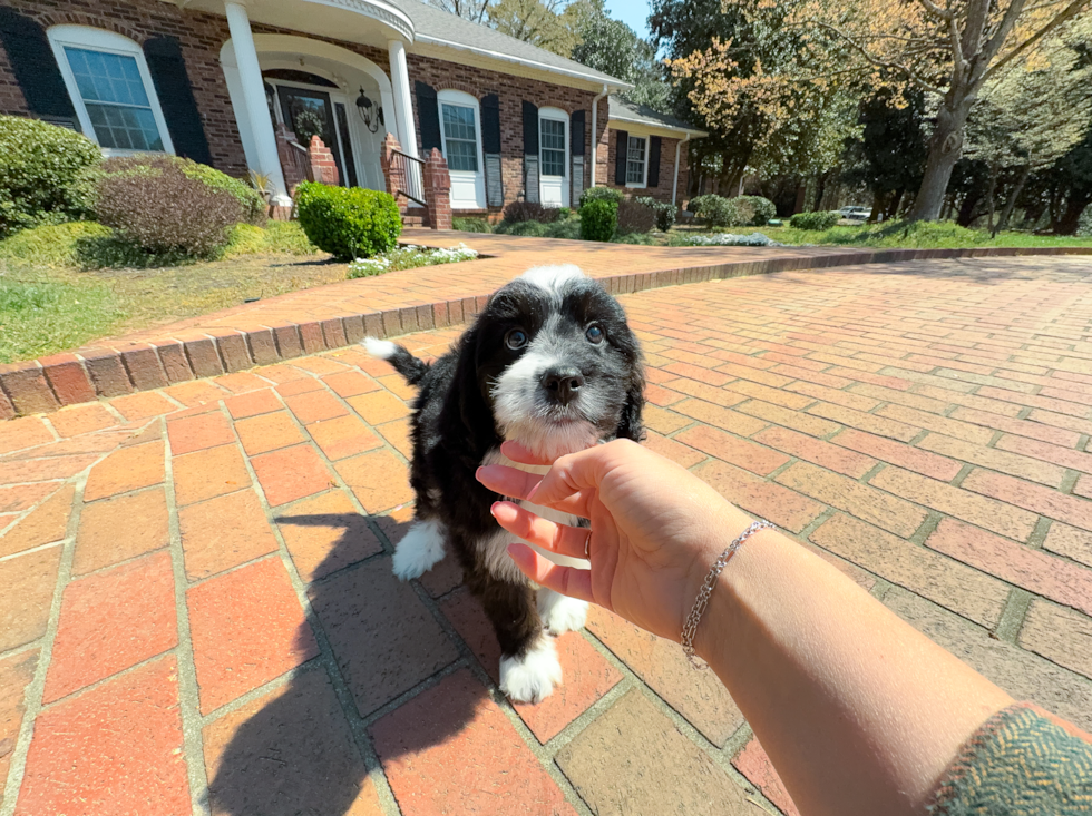 Cute Mini Bernedoodle Baby