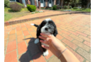 Mini Bernedoodle Pup Being Cute