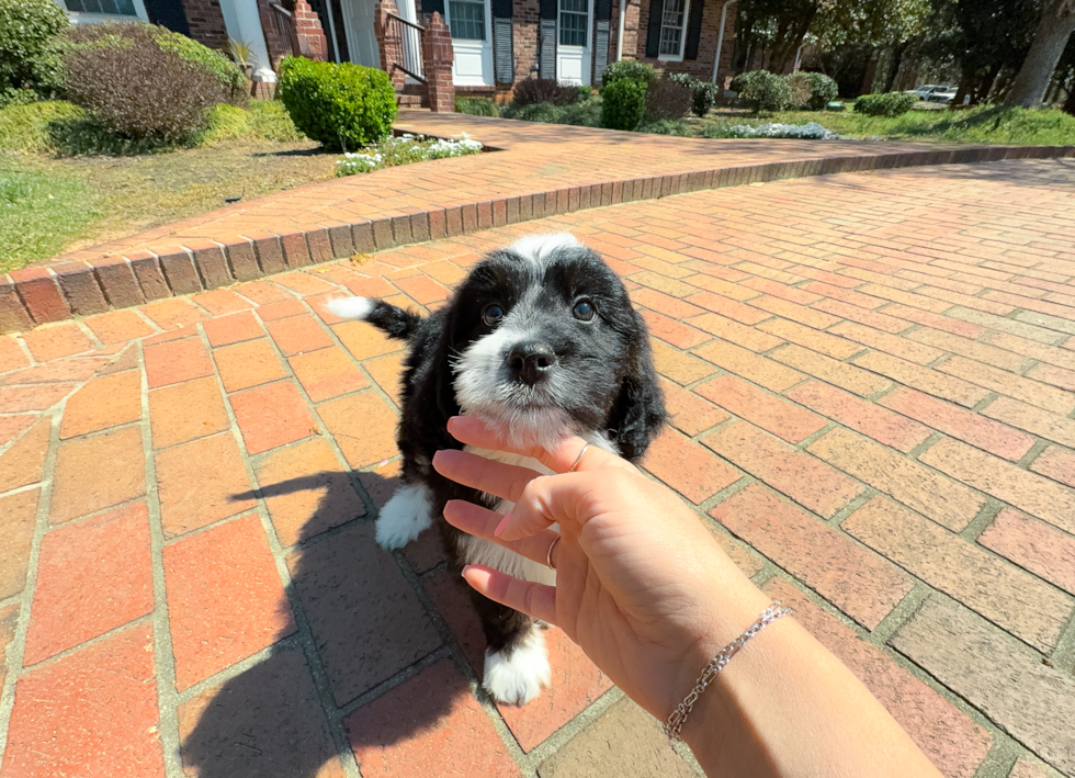 Mini Bernedoodle Pup Being Cute