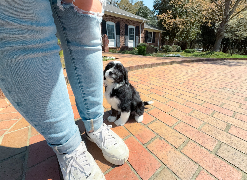 Cute Mini Bernedoodle Poodle Mix Pup