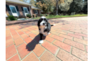 Best Mini Bernedoodle Baby