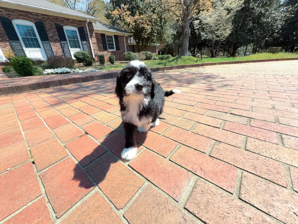 Best Mini Bernedoodle Baby