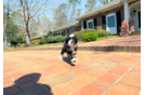 Best Mini Bernedoodle Baby
