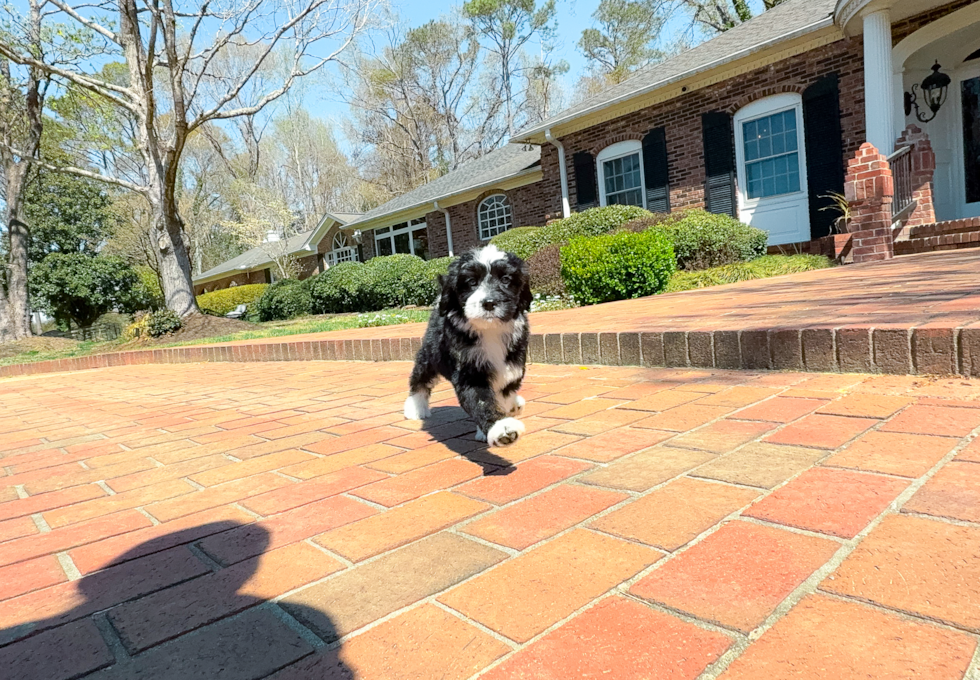 Best Mini Bernedoodle Baby