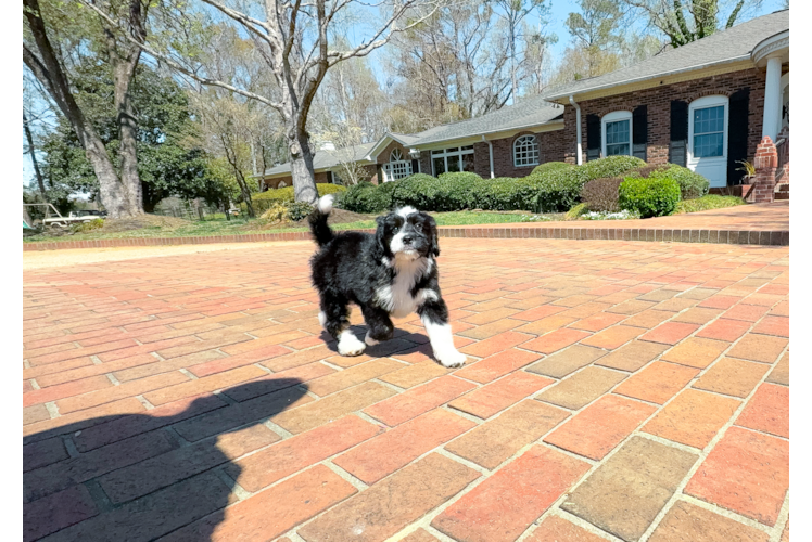 Mini Bernedoodle Puppy for Adoption