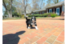 Mini Bernedoodle Puppy for Adoption