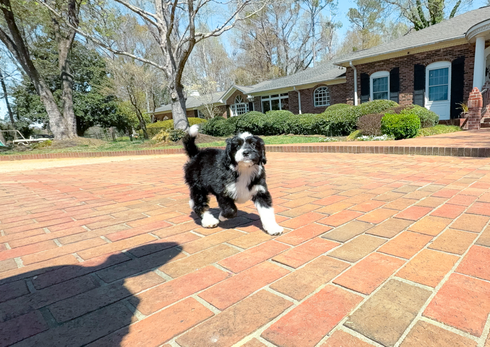 Mini Bernedoodle Puppy for Adoption