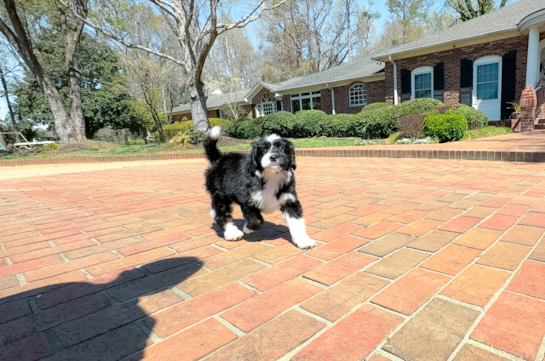 Mini Bernedoodle Puppy for Adoption