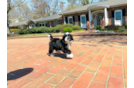 Cute Mini Bernedoodle Poodle Mix Pup