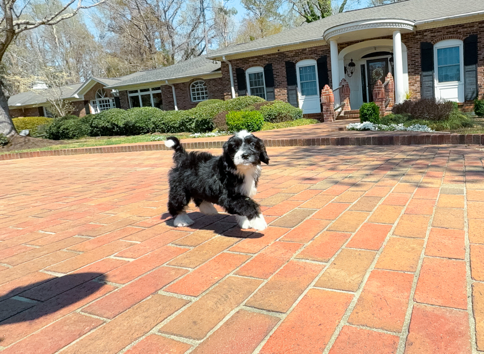 Cute Mini Bernedoodle Poodle Mix Pup