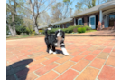 Mini Bernedoodle Puppy for Adoption