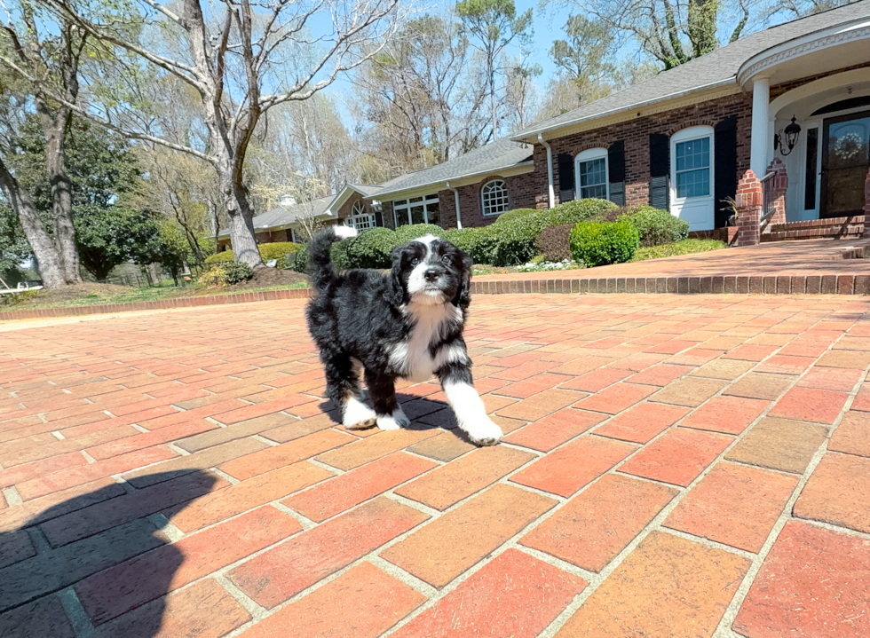 Mini Bernedoodle Puppy for Adoption