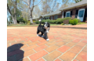 Cute Mini Bernedoodle Poodle Mix Pup