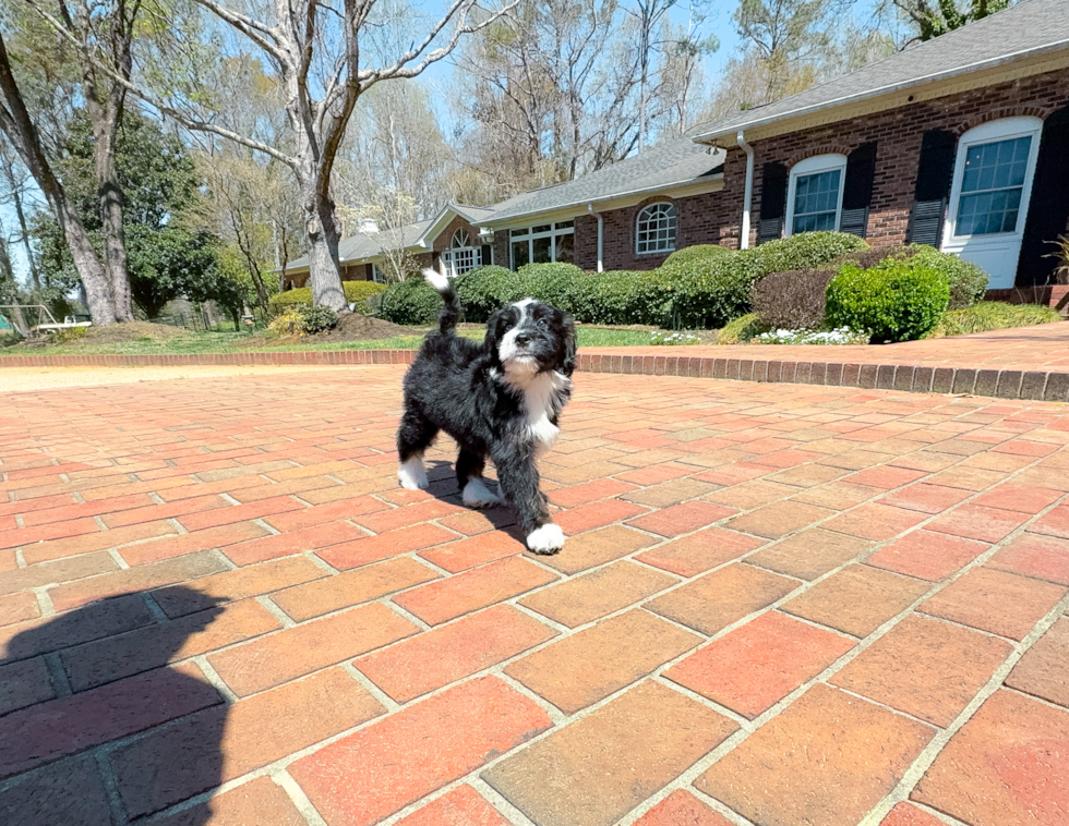 Cute Mini Bernedoodle Poodle Mix Pup