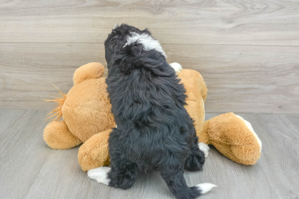 Mini Bernedoodle Pup Being Cute