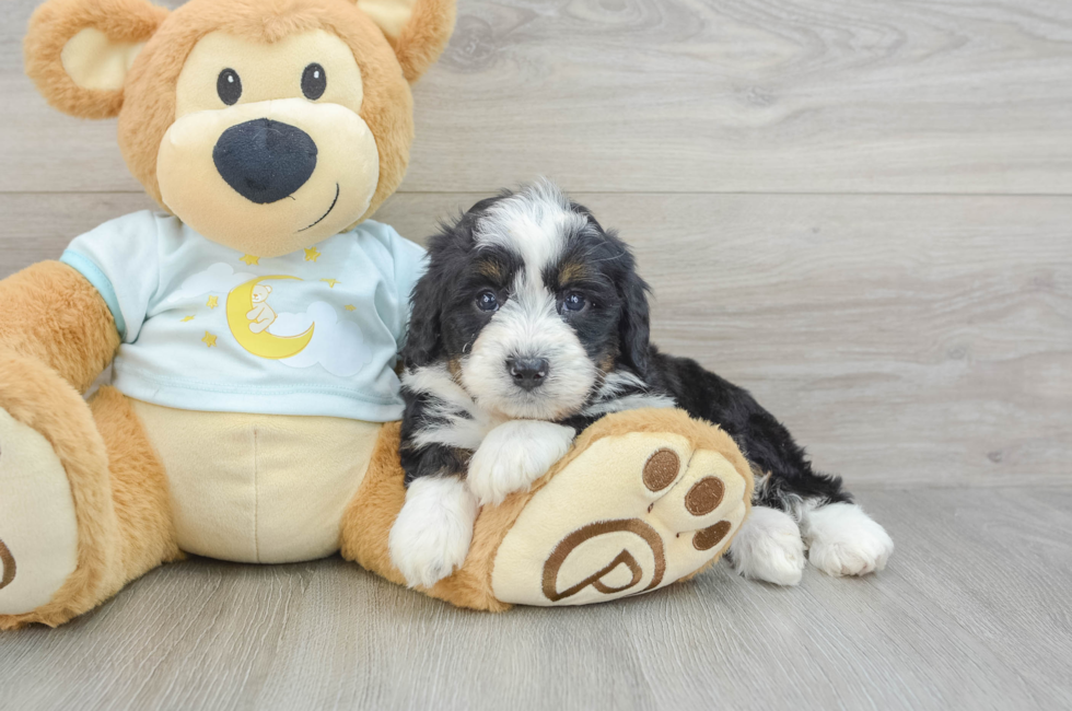 6 week old Mini Bernedoodle Puppy For Sale - Simply Southern Pups