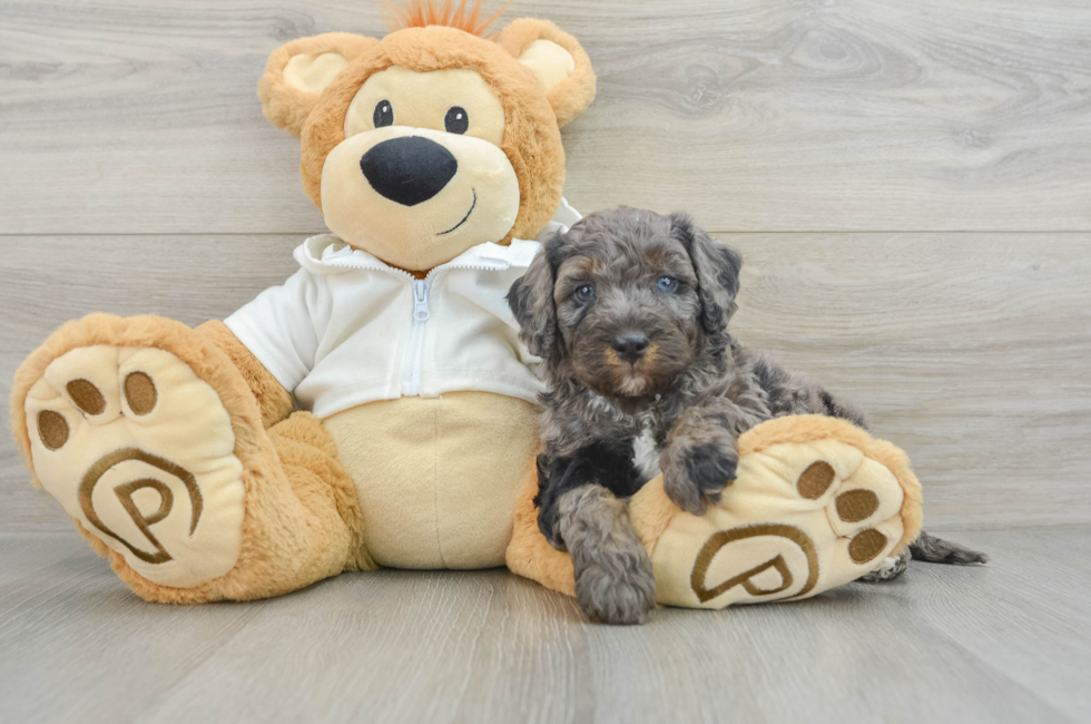 5 week old Mini Bernedoodle Puppy For Sale - Simply Southern Pups