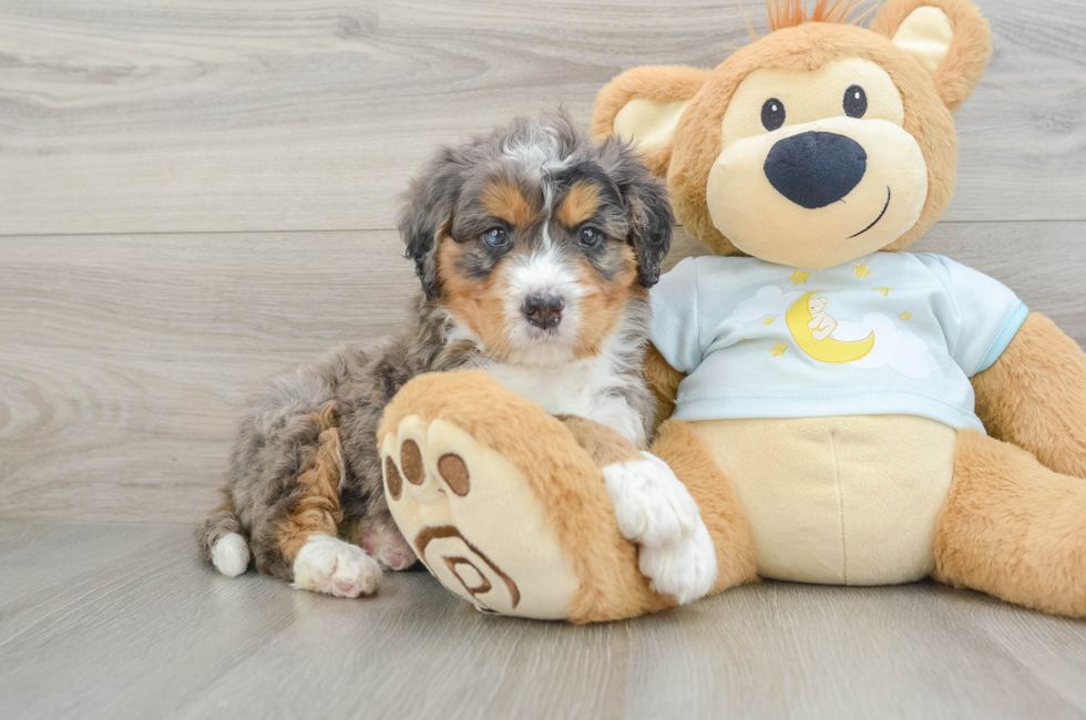 5 week old Mini Bernedoodle Puppy For Sale - Simply Southern Pups